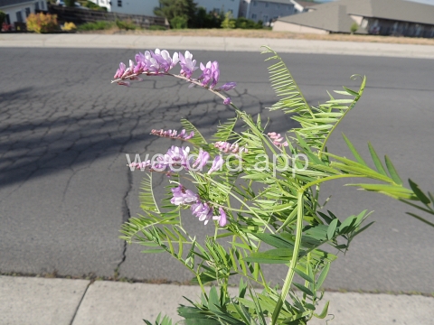 vetch, bird